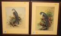 Lot 110 - John Duncan - a peregrine falcon, and a mature...