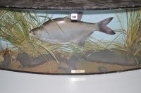 Lot 593 - Taxidermy: a stuffed and mounted bream in...