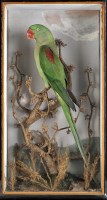 Lot 293 - An early 20th Century taxidermy Alexandrine...