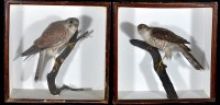 Lot 309 - A taxidermy model of a kestrel perched on a...