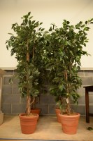 Lot 180 - Four decorative imitation plants in plastic...