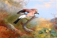 Lot 236 - A study of a jay.