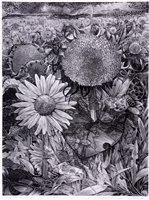 Lot 212 - "Sunflower Field".