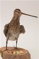 Lot 61 - Stuffed snipe