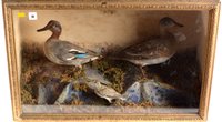 Lot 14 - Taxidermy ducks