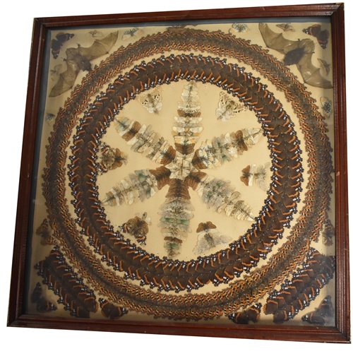 Lot 68 - Butterfly display case