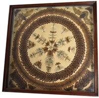 Lot 68 - Butterfly display case