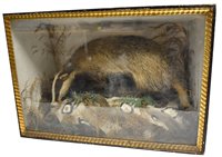 Lot 69 - Taxidermy badger