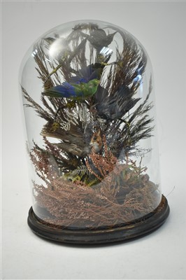 Lot 226 - Taxidermy tropical birds
