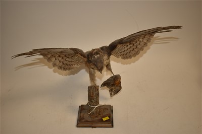 Lot 219 - Taxidermy Kestrel with Robin kill, on oak...
