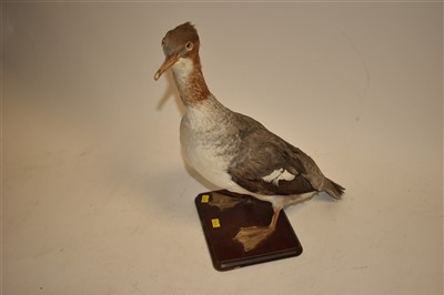 Lot 221 - Taxidermy Goosander