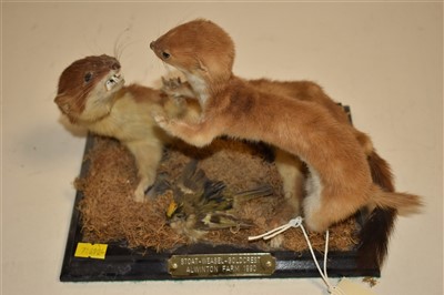 Lot 222 - Taxidermy Stoat and Weasel