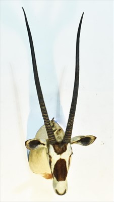 Lot 1019 - Taxidermy Blesbok