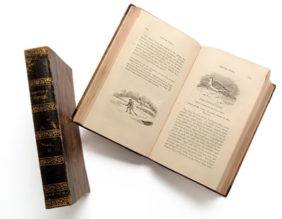 Lot 542 - Bewick's Birds