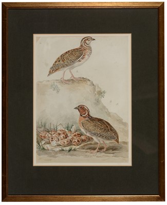 Lot 655 - Johann Emanuel Wyss - watercolour.