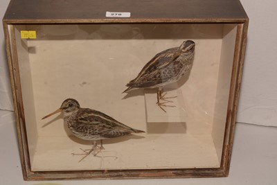 Lot 278 - Snipe Taxidermy specimens