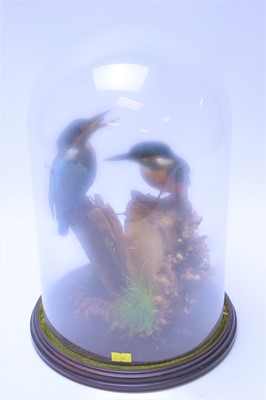 Lot 155A - Pair of stuffed and mounted Kingfishers.