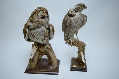 Lot 388 - Taxidermy study of a tawny owl; and a sparrow hawk.