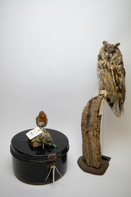 Lot 241 - Two taxidermy specimens; and a tin metal box.