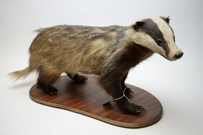 Lot 404 - A taxidermy badger
