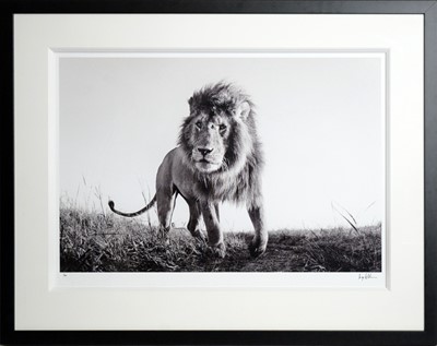 Lot 482 - Anup Shah - Hunter | limited edition photograph