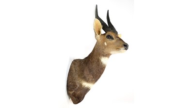 Lot 977 - A taxidermy Cape Bushbuck.