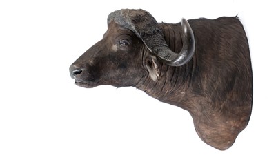 Lot 946 - A taxidermy Cape Buffalo.