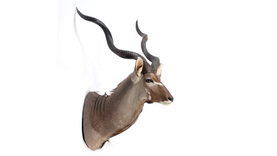 Lot 951 - A taxidermy Cape Greater Kudu.
