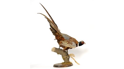 Lot 953 - A taxidermy Ring-necked Pheasant.