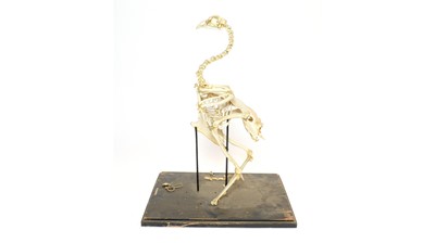 Lot 983 - Taxidermy: Cockerel skeleton.
