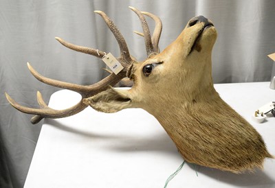 Lot 429 - A taxidermy stag deer head