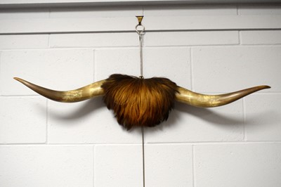 Lot 284 - Taxidermy – a pair of bull horns