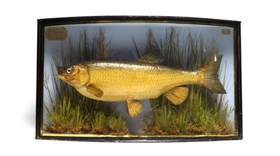 Lot 1323 - J. Cooper, 28 Radnor Street, St. Luke, London: a taxidermy bream