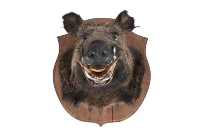 Lot 188A - A taxidermy European Wild Boar head