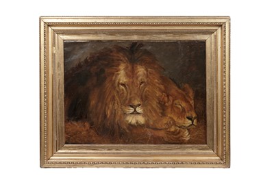 Lot 34 - Early 20th Century British School - Lion and lioness at rest | oil