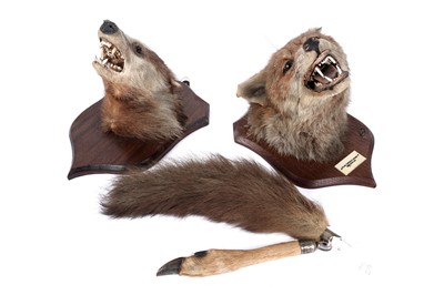 Lot 153 - Four items of taxidermy
