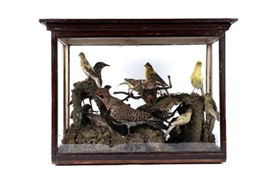 Lot 1259 - A late 19th Century taxidermy menagerie of birds