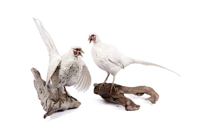 Lot 155 - Taxidermy: two white pheasants