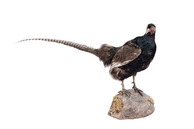 Lot 156 - Taxidermy: a brown pheasant