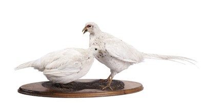 Lot 157 - Taxidermy: a pair of white pheasants