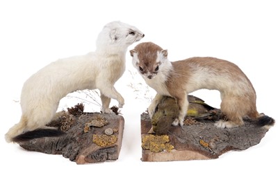 Lot 158 - Taxidermy: a stoat and an ermine