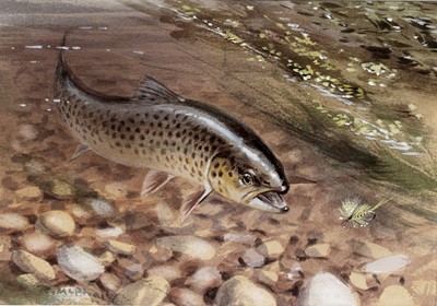 Lot 37 - Roger McFail – Trout fishing | gouache