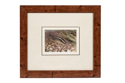 Lot 37 - Roger McFail – Trout fishing | gouache