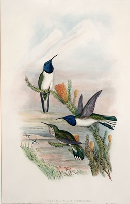Lot 92 - After John Gould and Henry Constantine Richter – Two bird studies | hand coloured lithograph