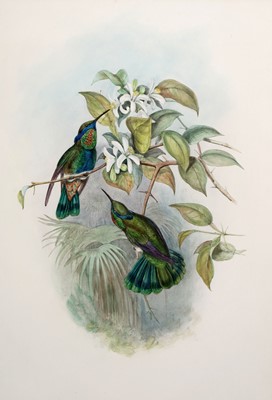 Lot 92 - After John Gould and Henry Constantine Richter – Two bird studies | hand coloured lithograph
