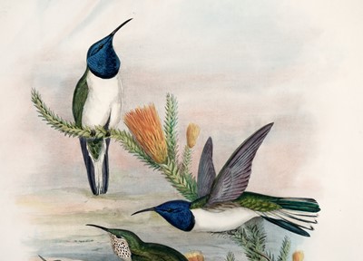 Lot 92 - After John Gould and Henry Constantine Richter – Two bird studies | hand coloured lithograph