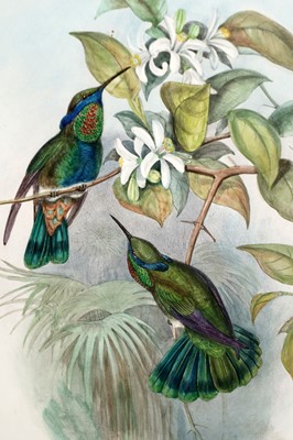 Lot 92 - After John Gould and Henry Constantine Richter – Two bird studies | hand coloured lithograph