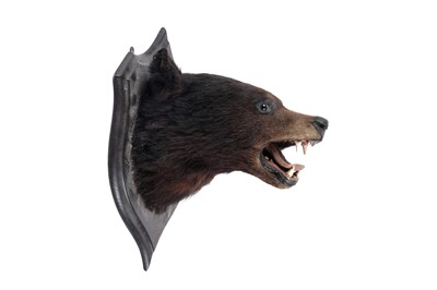 Lot 174 - Rowland Ward: a taxidermy study of a bear's head