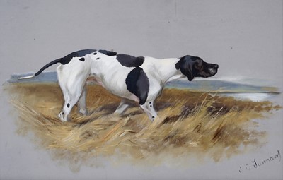 Lot 542 - John "Jack" Charles Tunnard - Study of an English Pointer | gouache and mixed media