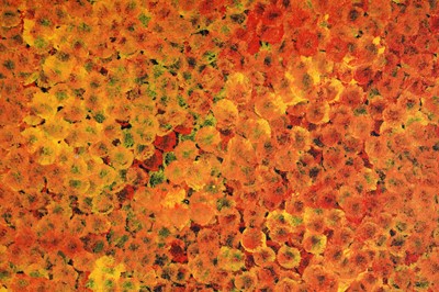 Lot 107 - Emily Kam Kngwarreye - Clay Pans | synthetic polymer paint